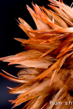 Frangia gallo - lungh. piume 10-15 cm - sabbia selvaggia